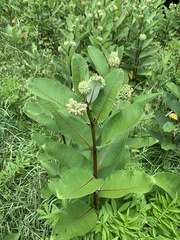 Asclepias