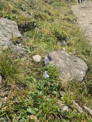 Campanula barbata