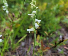 Spiranthes cernua