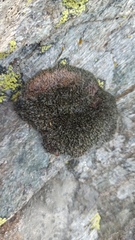 Grimmia