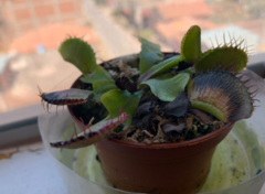 Dionaea