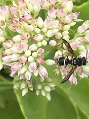 Ancistrocerus catskill