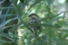 Empidonax flaviventris