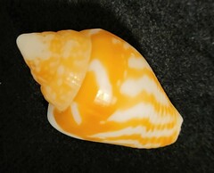 Columbella strombiformis