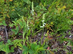 Spiranthes cernua