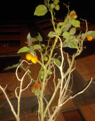 Solanum betaceum