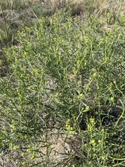 Salsola tragus
