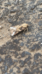 Spodoptera latifascia