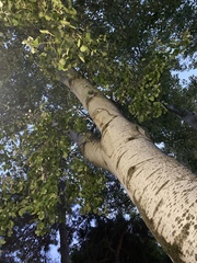 Populus alba