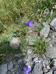 Campanula scheuchzeri
