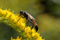 Ammophila