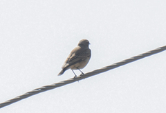 Oenanthe oenanthe