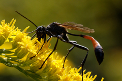Ammophila