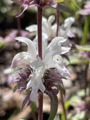 Monarda