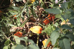 Alkekengi officinarum