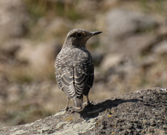 Monticola saxatilis