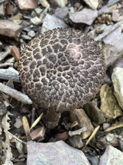 Strobilomyces