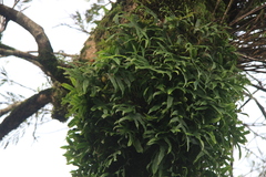 Polypodiaceae