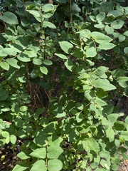 Lonicera tatarica