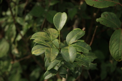 Rutaceae