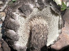 Strobilomyces