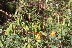 Alkekengi officinarum