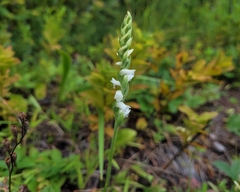 Spiranthes arcisepala