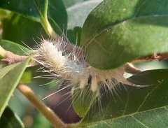 Calliteara pudibunda