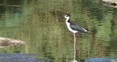 Himantopus mexicanus