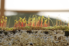 Bryum