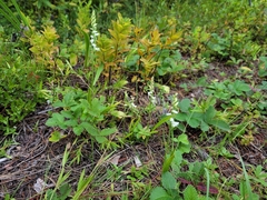 Spiranthes arcisepala