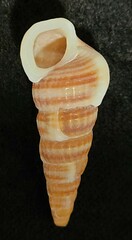 Cerithideopsis californica