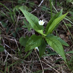 Lysimachia borealis