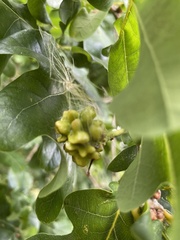 Andricus quercuscalicis