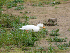 Anas platyrhynchos domesticus