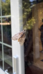 Peridea basitriens
