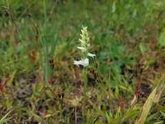 Spiranthes incurva
