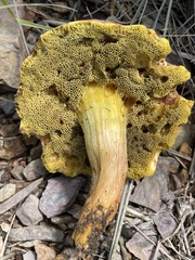 Boletaceae