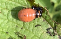 Leptinotarsa decemlineata