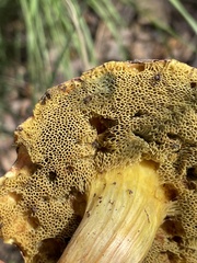 Boletaceae