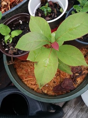 Condylostylus comatus