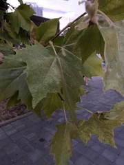 Platanus