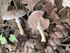 Agaricus