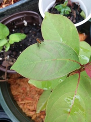 Condylostylus comatus