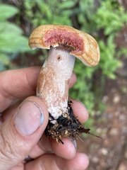 Lactarius