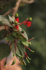 Impatiens parasitica