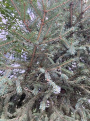 Picea abies
