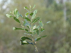 Salix