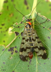 Panorpa vulgaris
