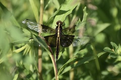 Libellula luctuosa